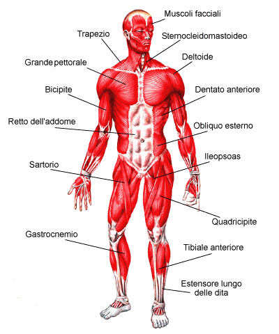 Muscolo Scheletrico